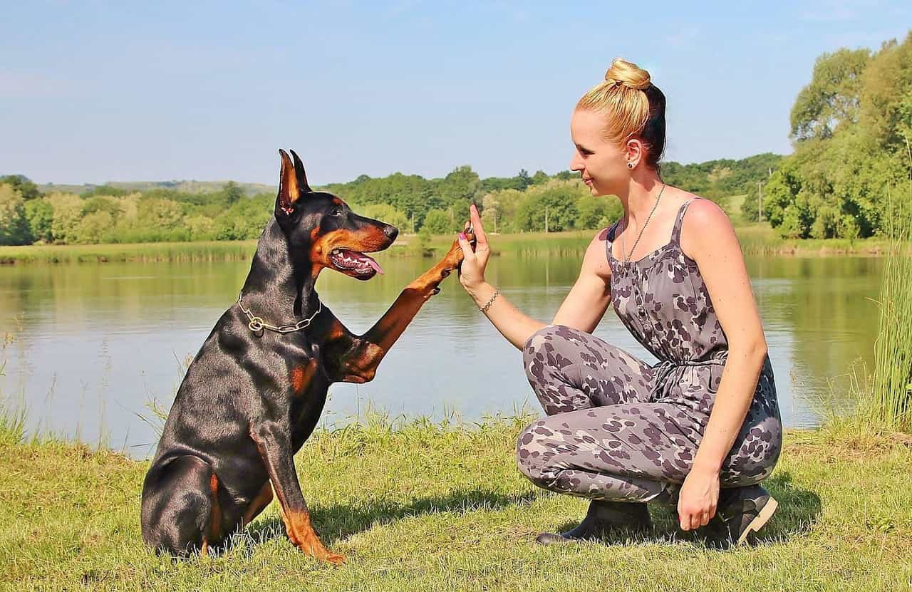 3 bước huấn luyện Doberman răm rắp nghe lời và vô cùng đơn giản