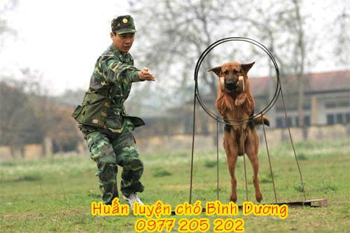 Huấn luyện chó vượt rào - Trường Huấn luyện chó K9