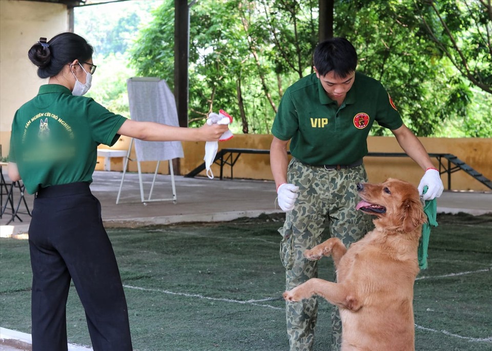 Học phí tiền triệu, dịch vụ huấn luyện chó nghiệp vụ đắt ...