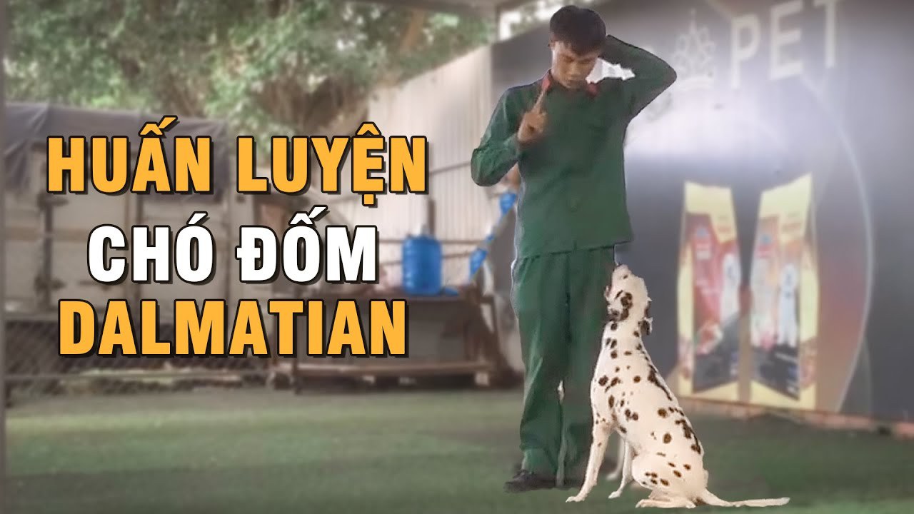 TRUNG TÂM HUẤN LUYỆN CHÓ SÀI GÒN DOG