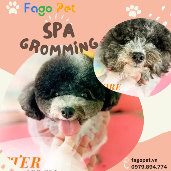 Spa Chó Mèo - Spa Thú Cưng - Làm Đẹp 5* Tại Fagopet